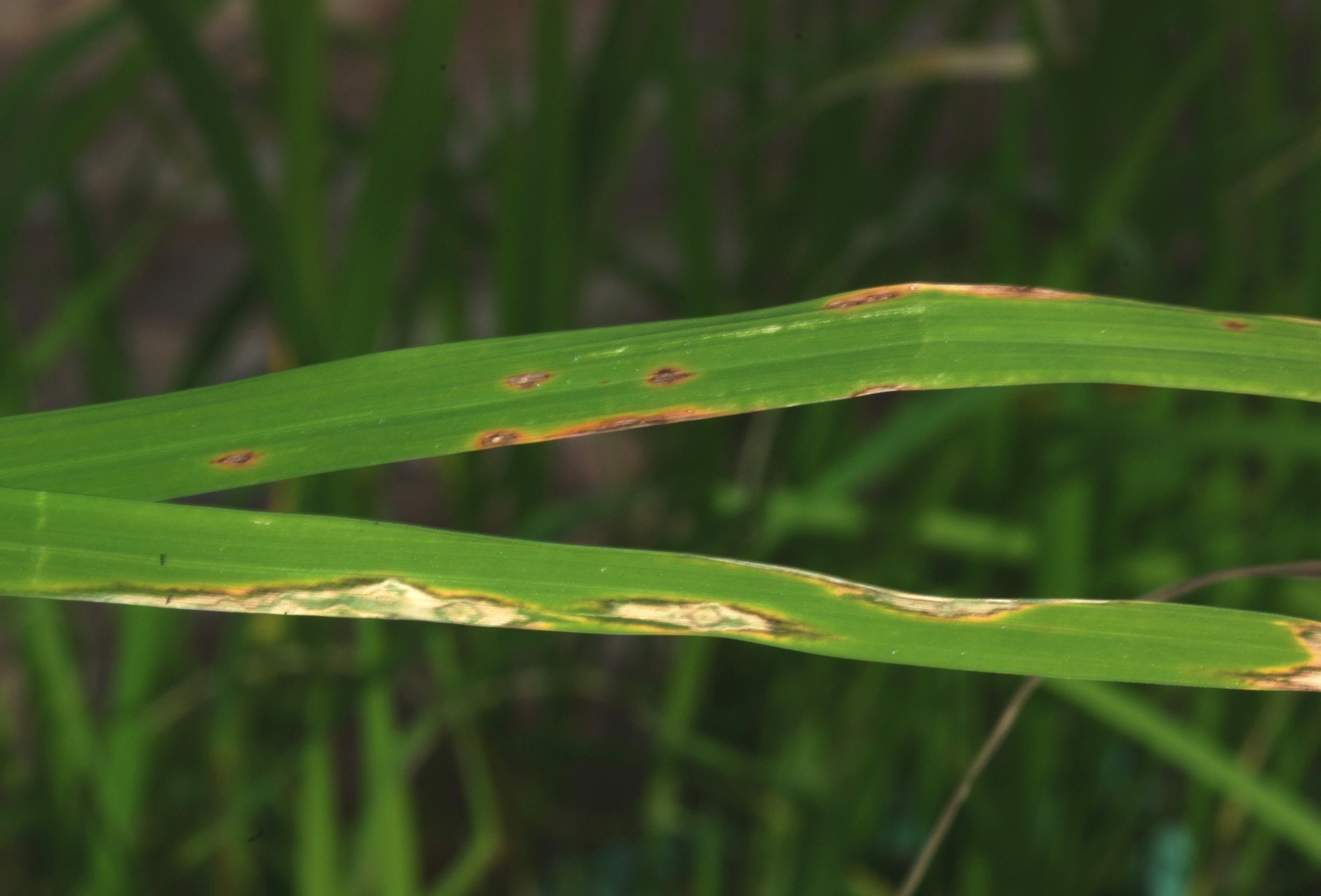 Lesions on Resistant and Susceptible Varieties