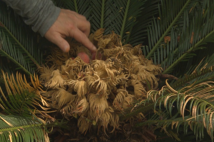 Sago palms beautiful but dangerous plants