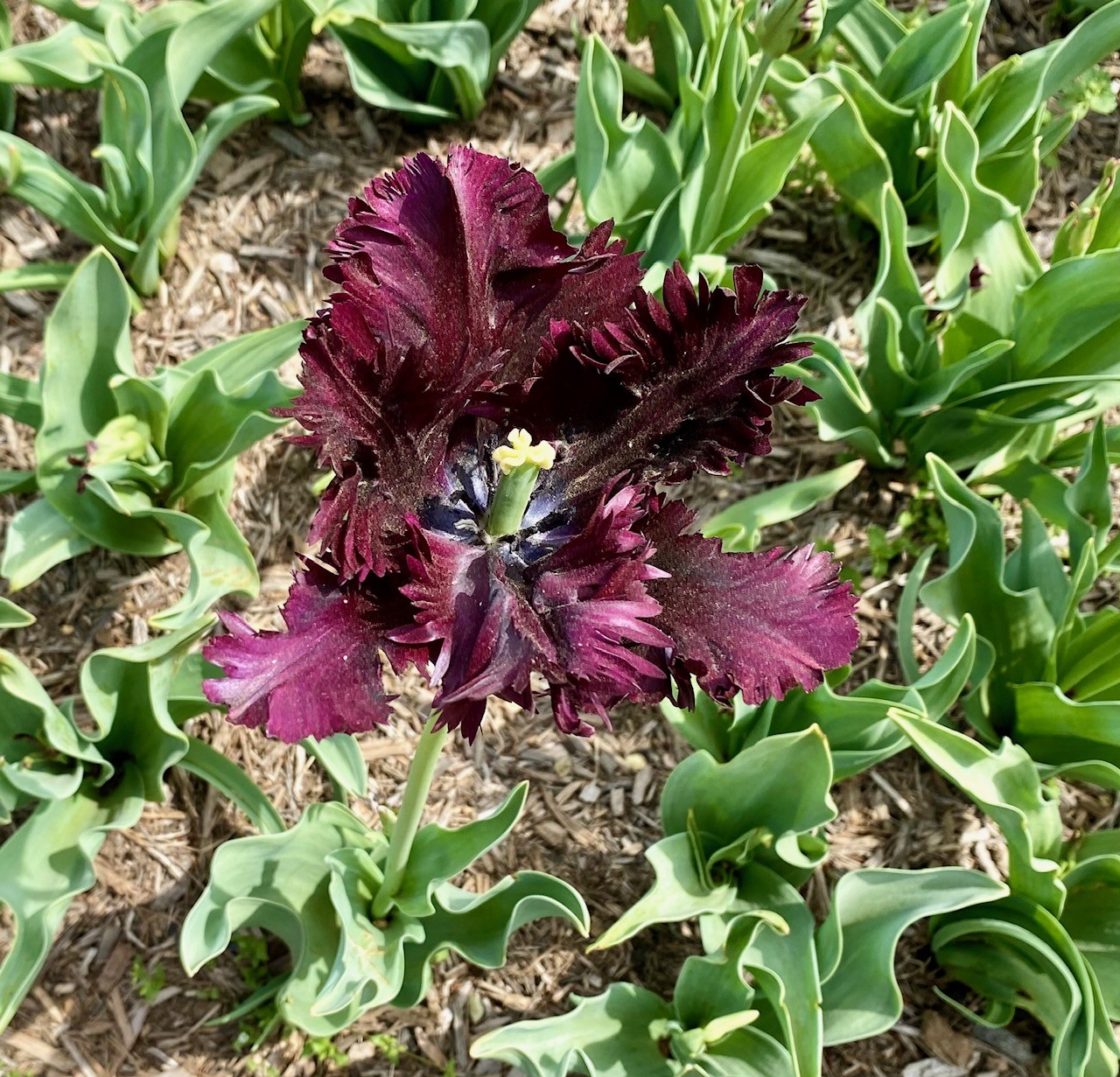 Dark shades for a thrilling gothic garden