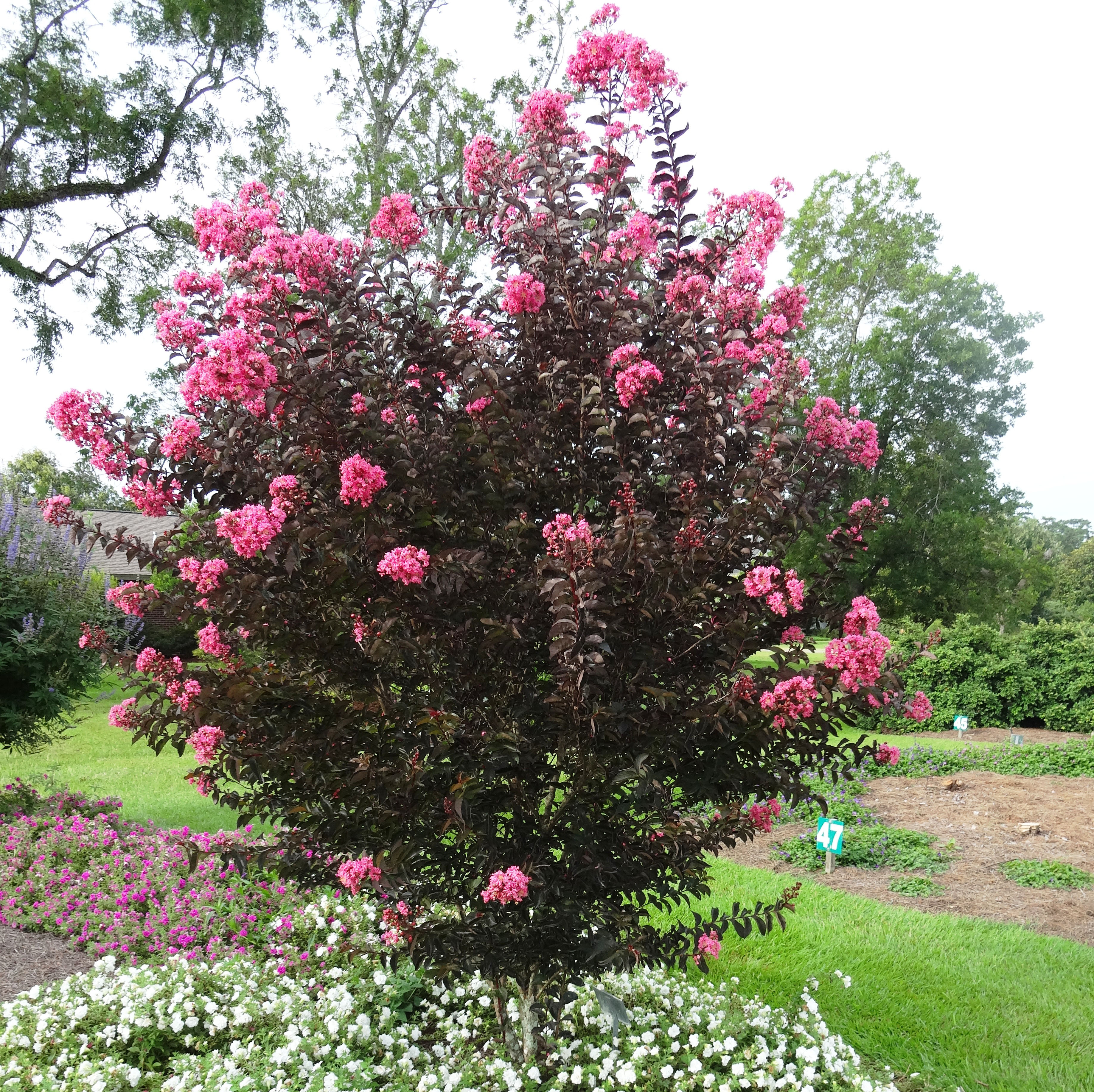 crapemyrtle.jpg thumbnail