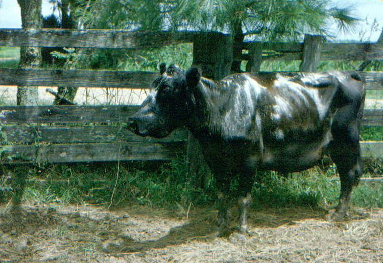 Recovering cow