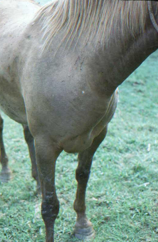 Anthrax in Louisiana
