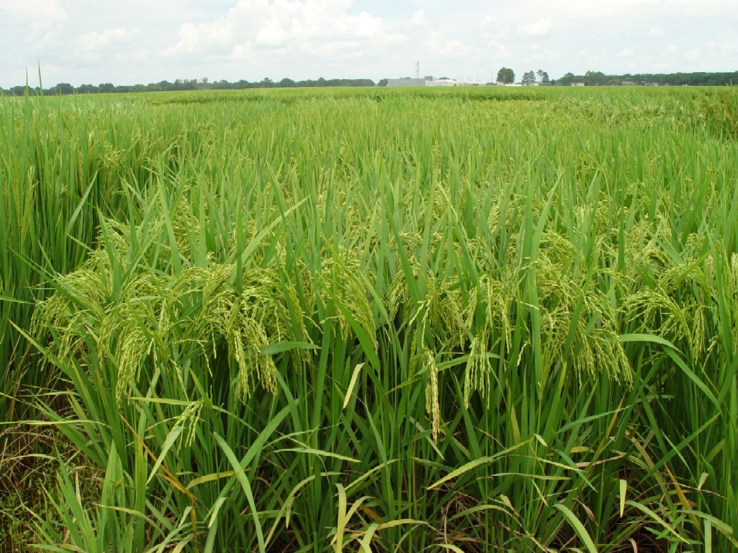 LA2177 - a semidwarf, aromatic, and high-yielding Basmati-type breeding lines with good cooked kerne