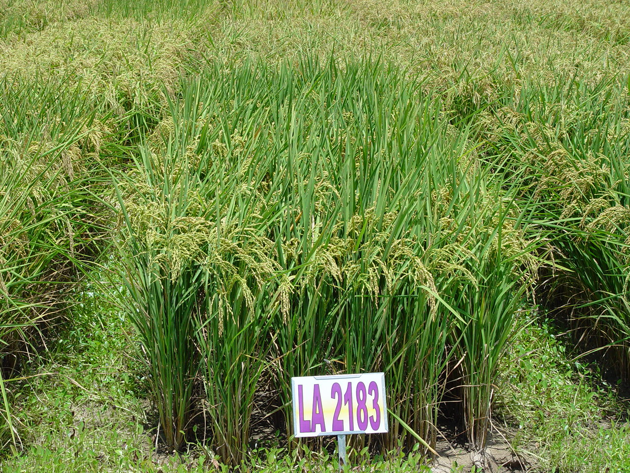 Conventional and Specialty Purpose Breeding Project
