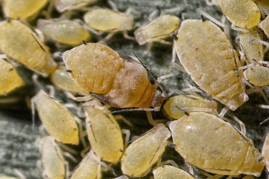 aphids