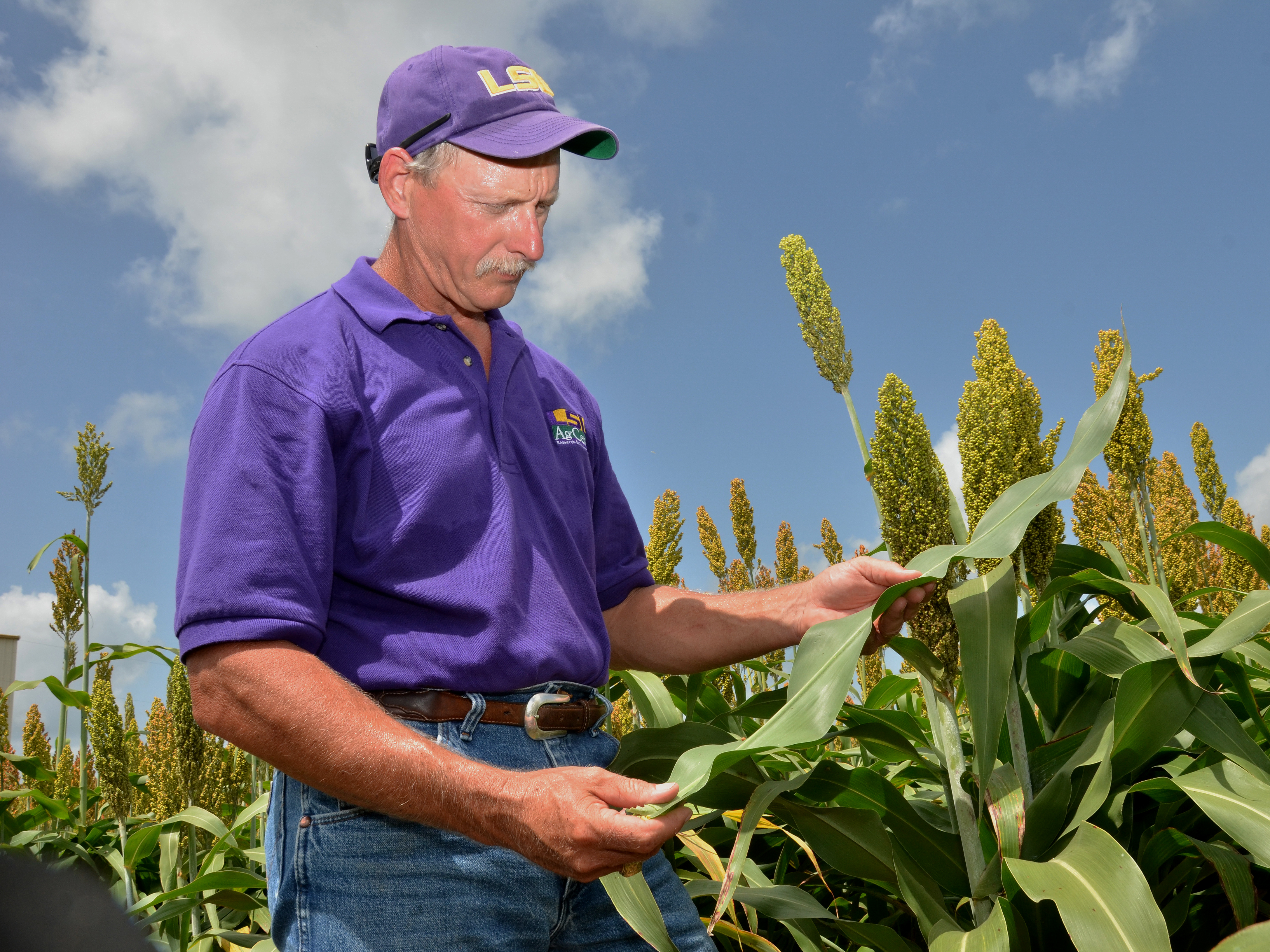 Researchers combat sugarcane aphids in grain sorghum