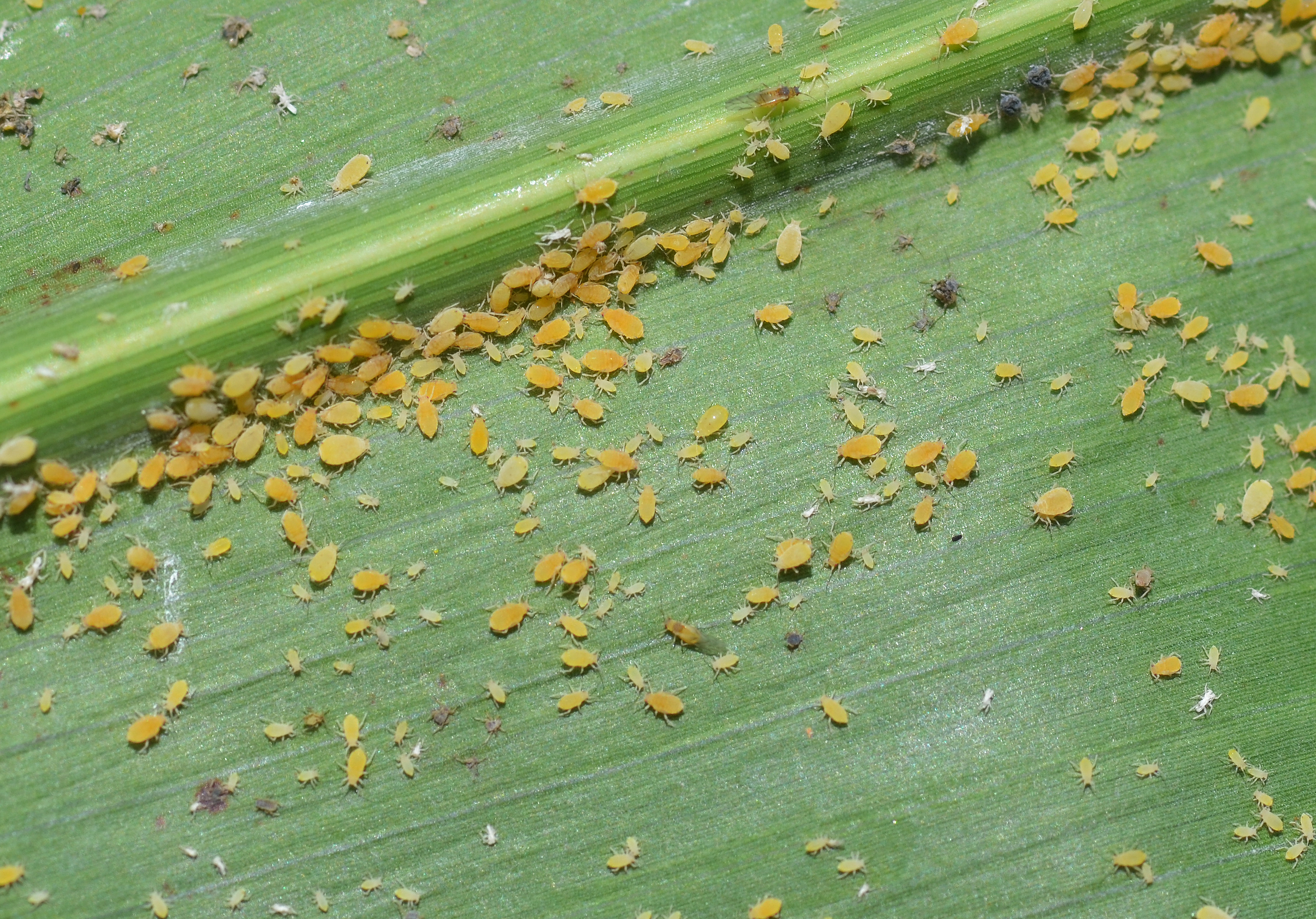 sugarcane aphids on leaf