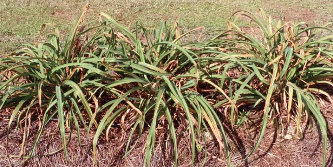 Daylily Rust Problem Continues