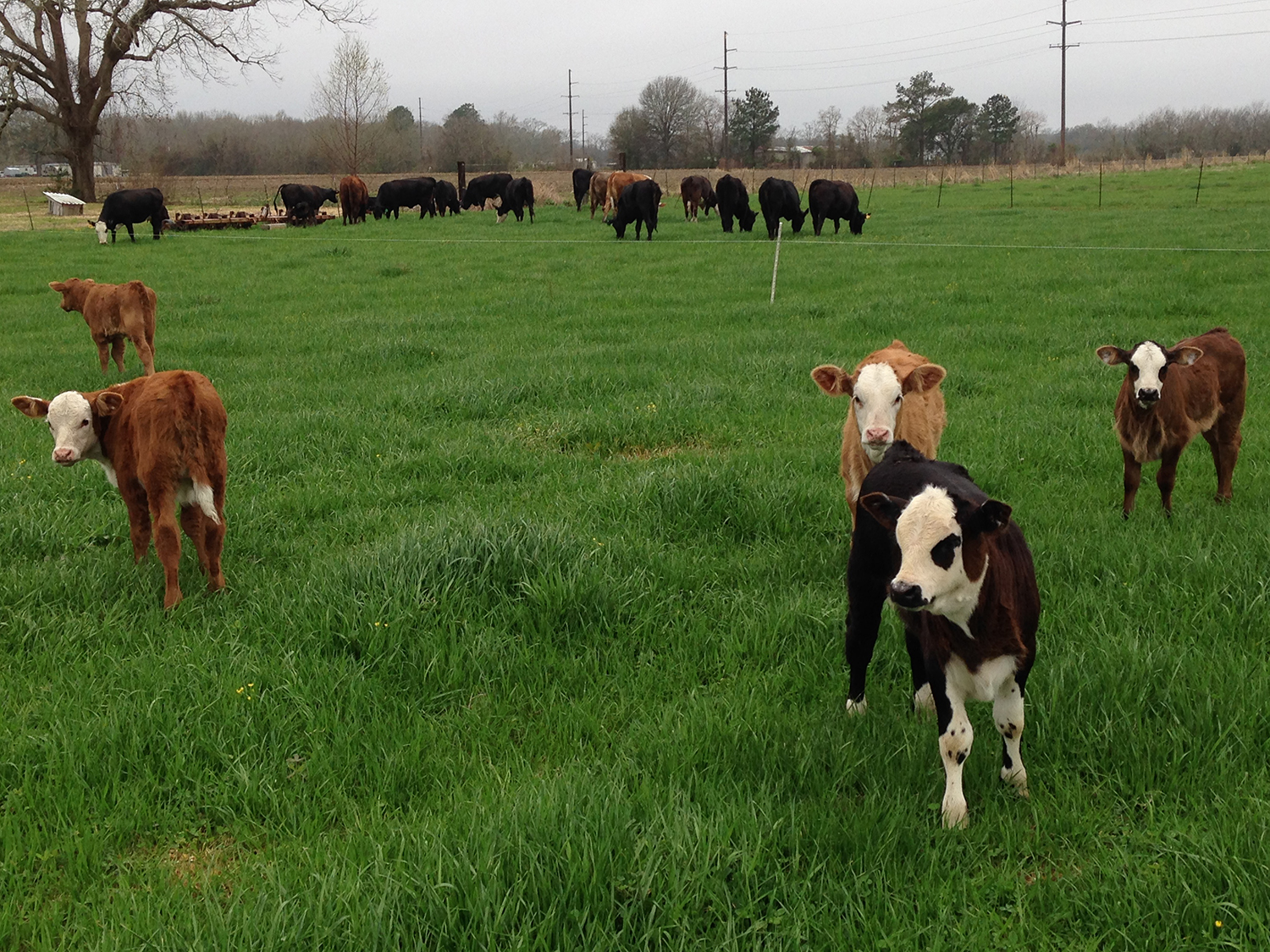  Cows stand in a pasture. 
