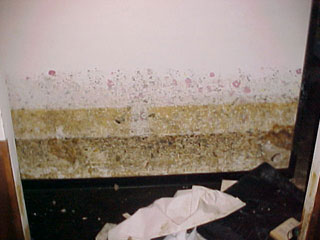 Avoiding Mold Hazards in Your Water-damaged Home