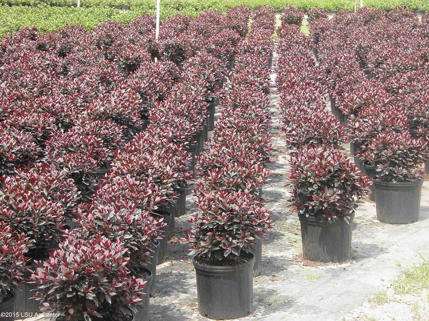 pot yard