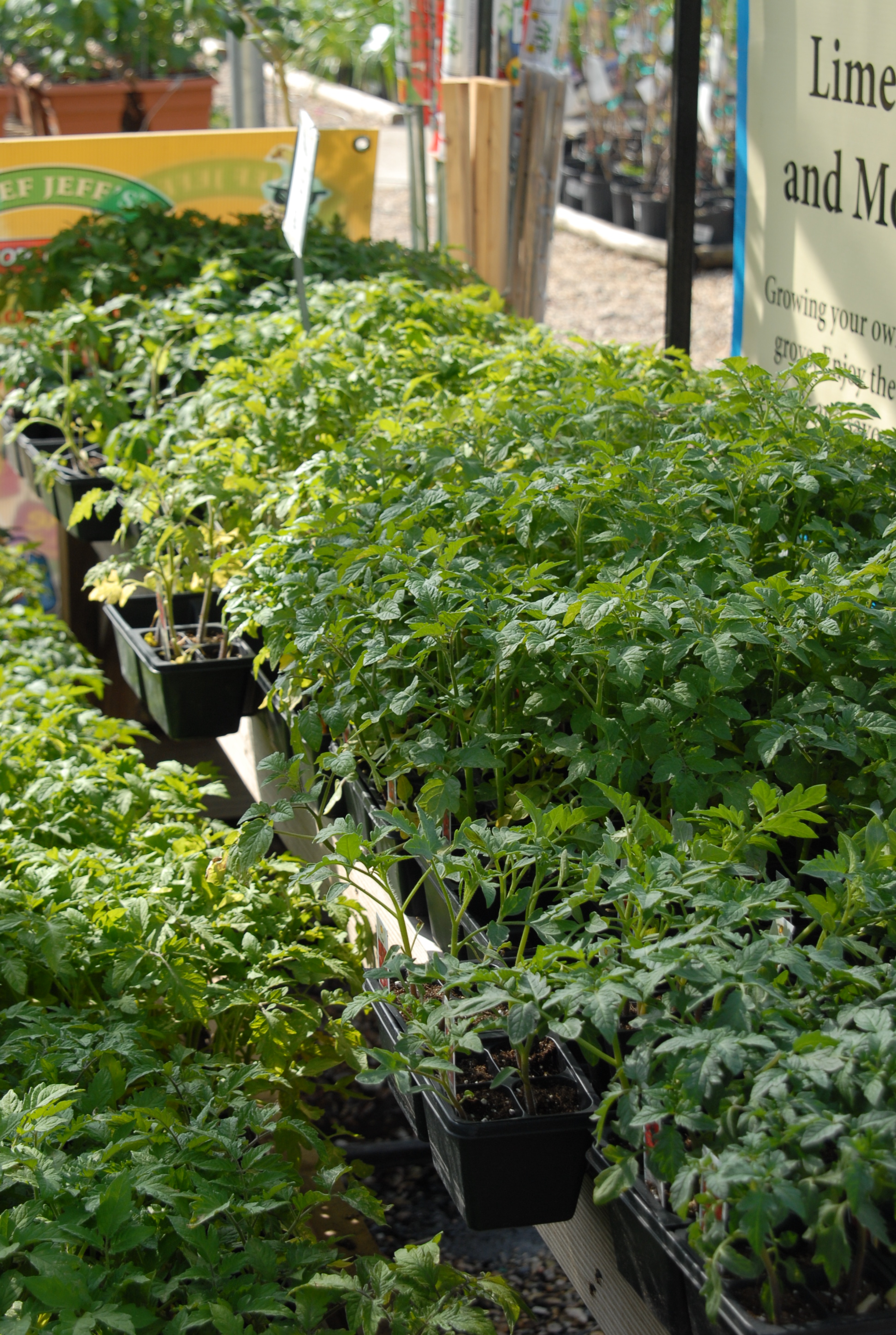 tomato plants