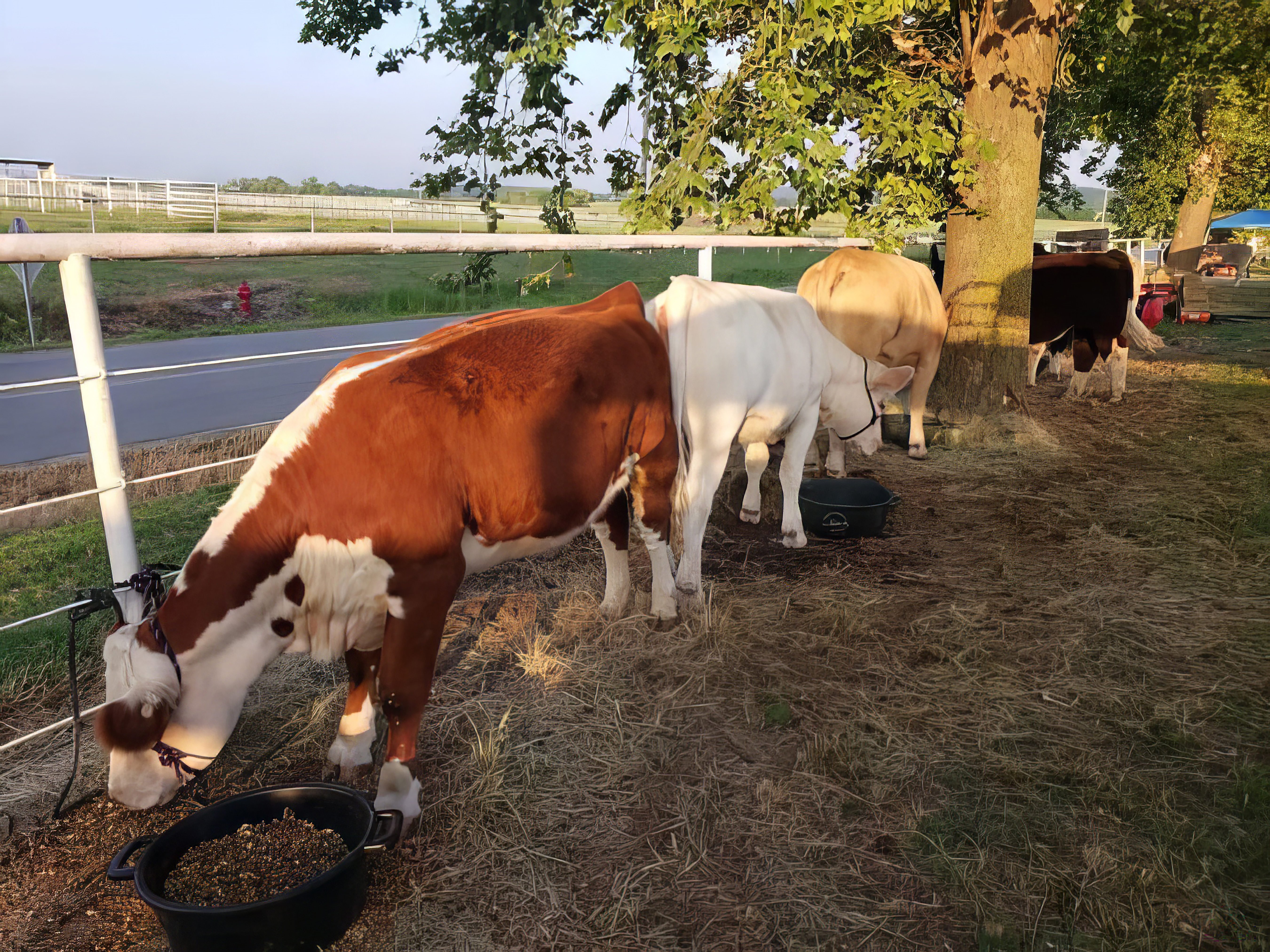 Cows eating a ration of food behind by white fence.