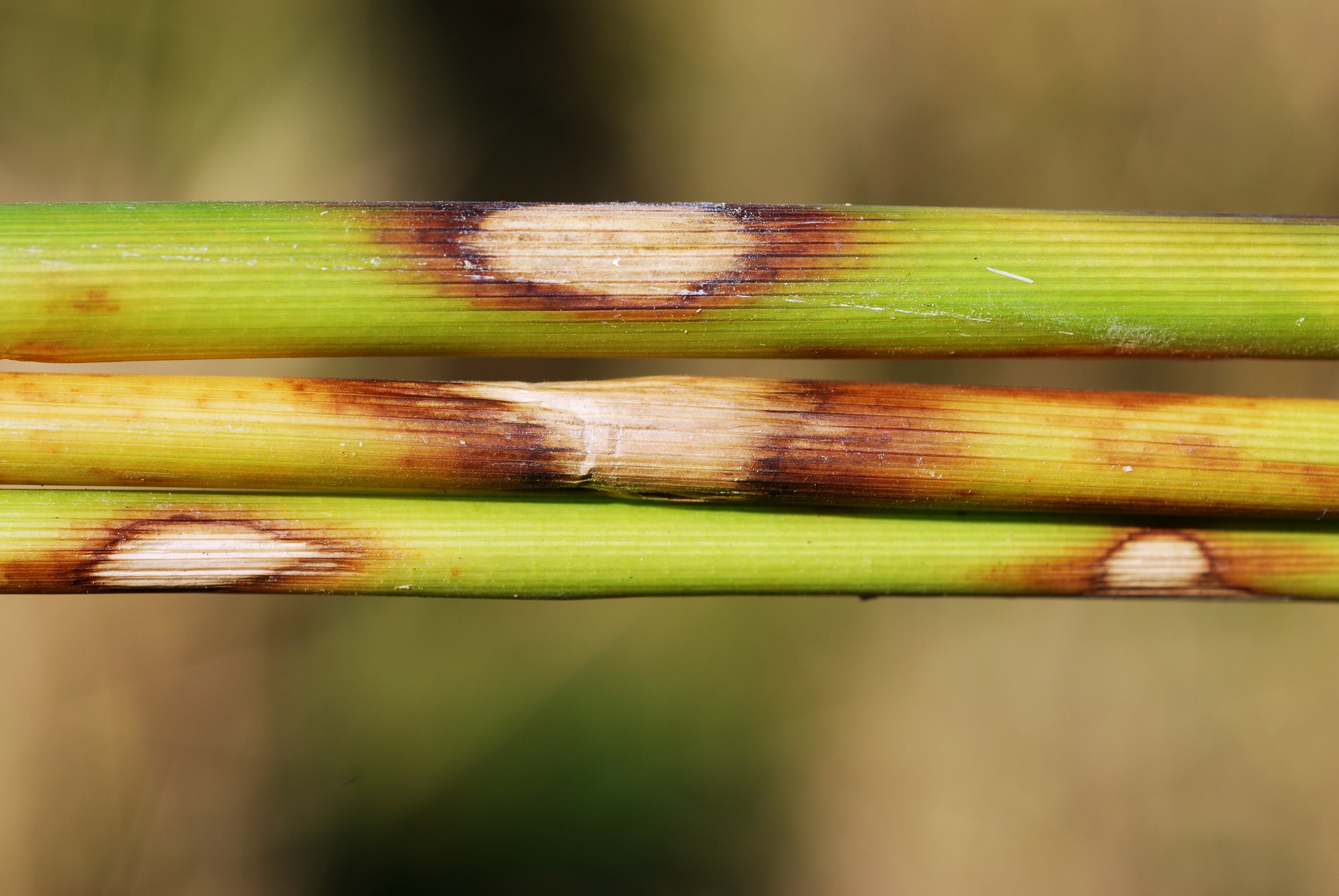Sheath Spot Symptoms