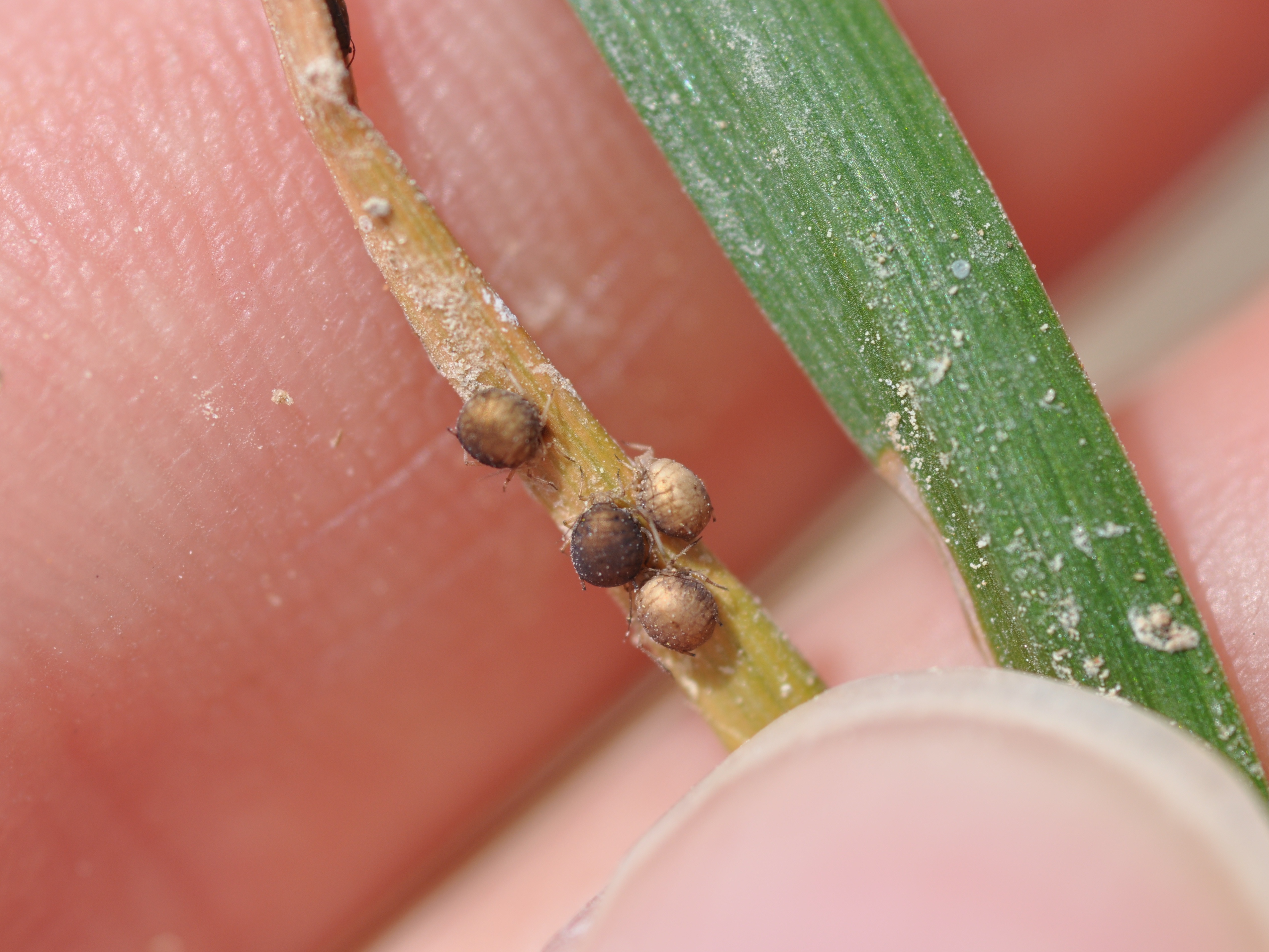 Wasp-parasitized Aphids 2