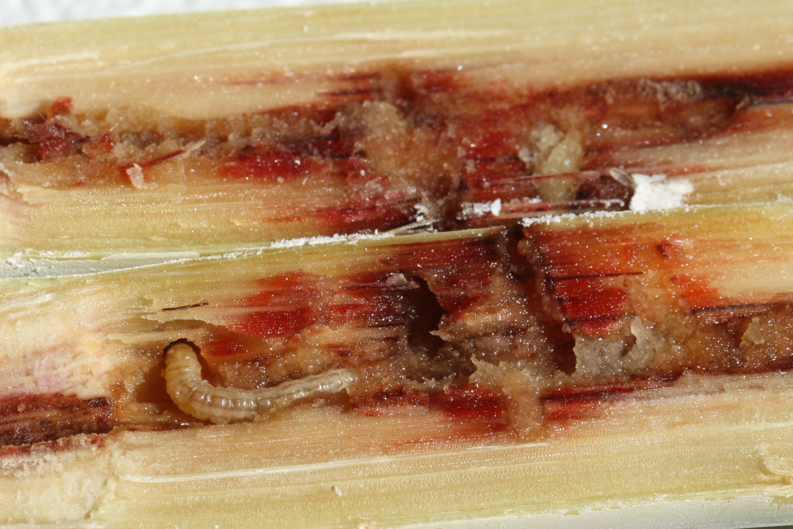 Mexican rice borer larva (approx. 4th instar).