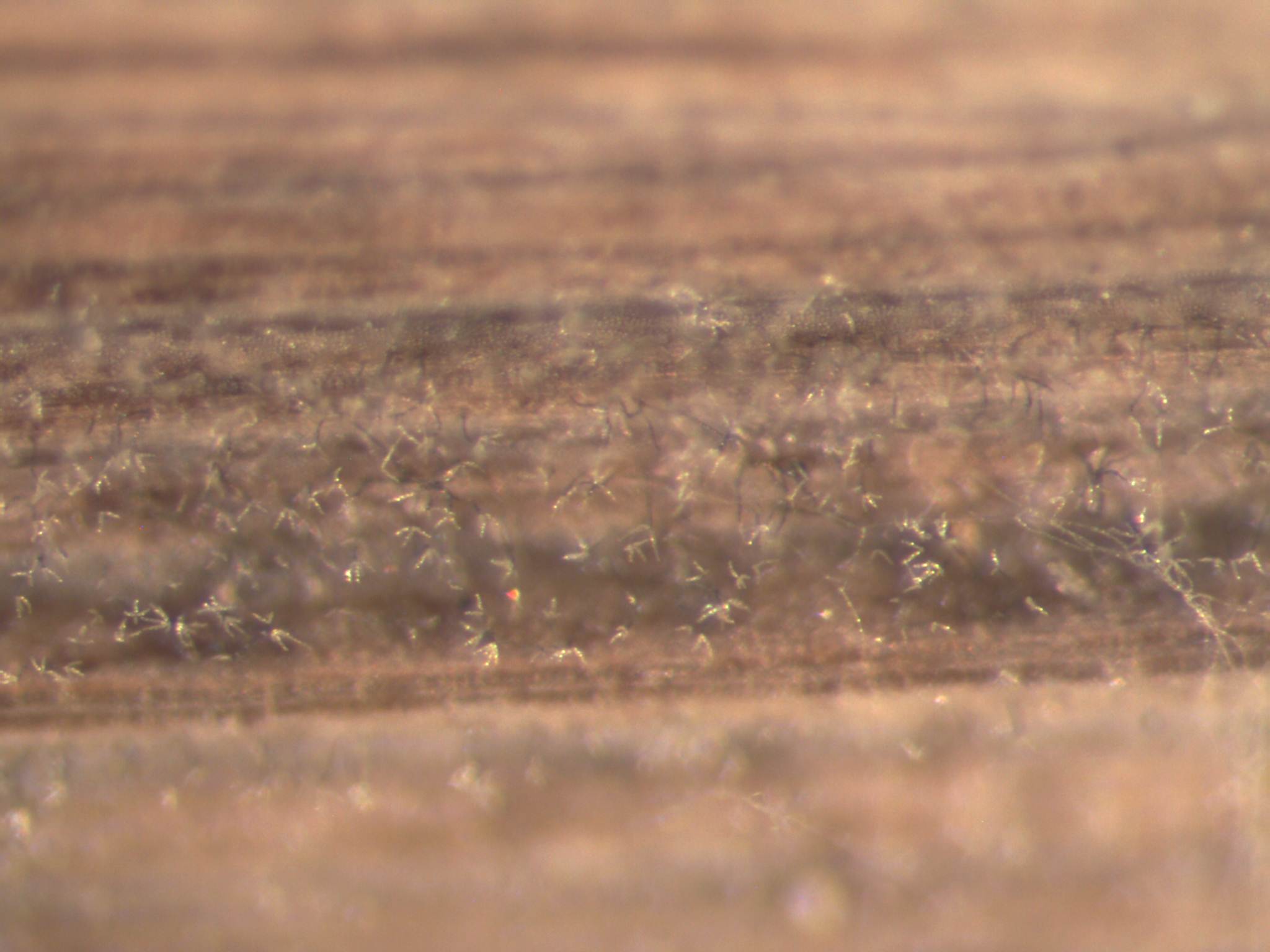 Cercospora Janseana
