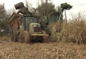 Louisiana sugarcane producers wrapping up harvest season