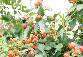 Blackberries at their peak