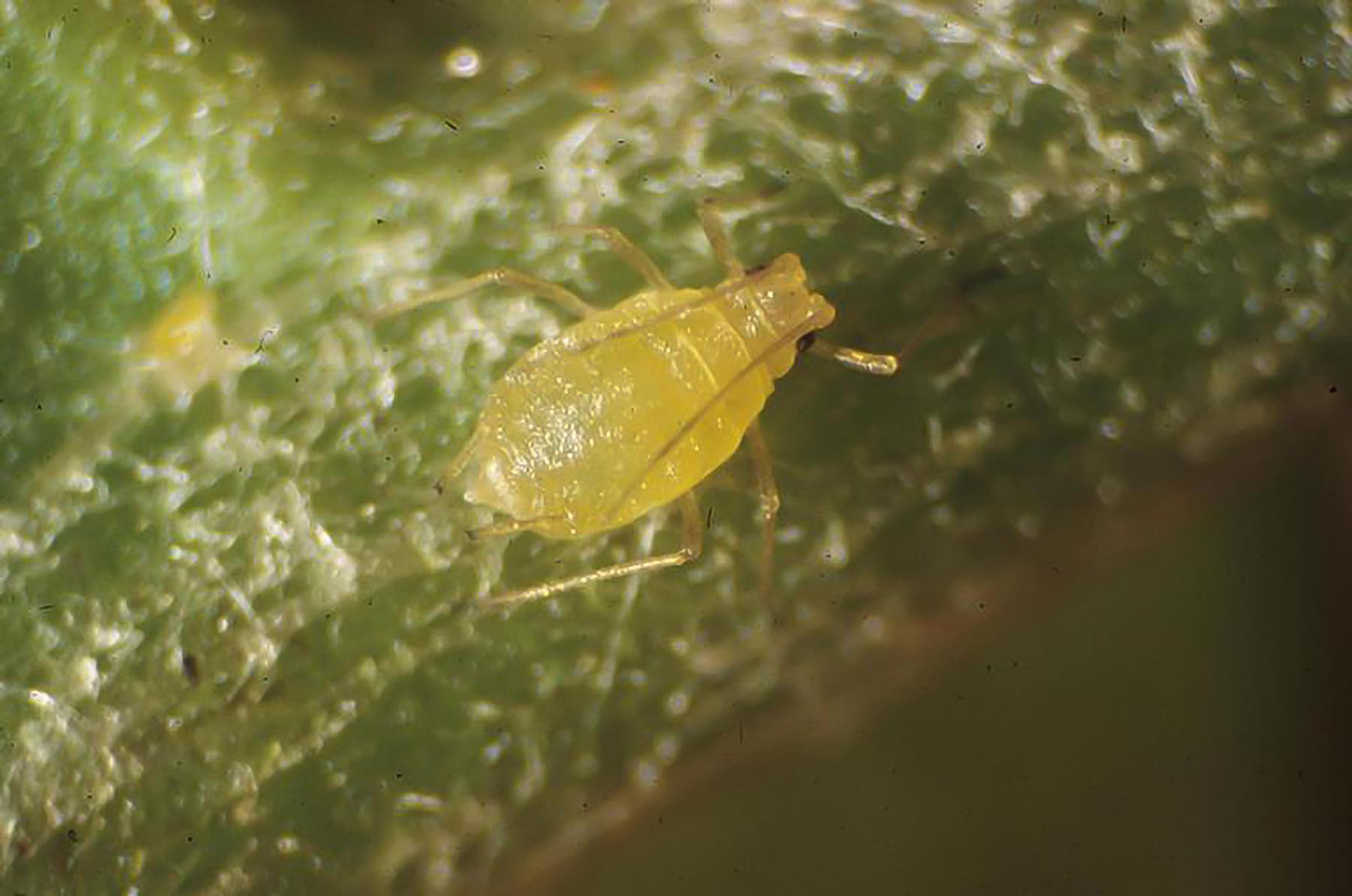 Wingless green peach aphid (Myzus persicae) on a leaf.