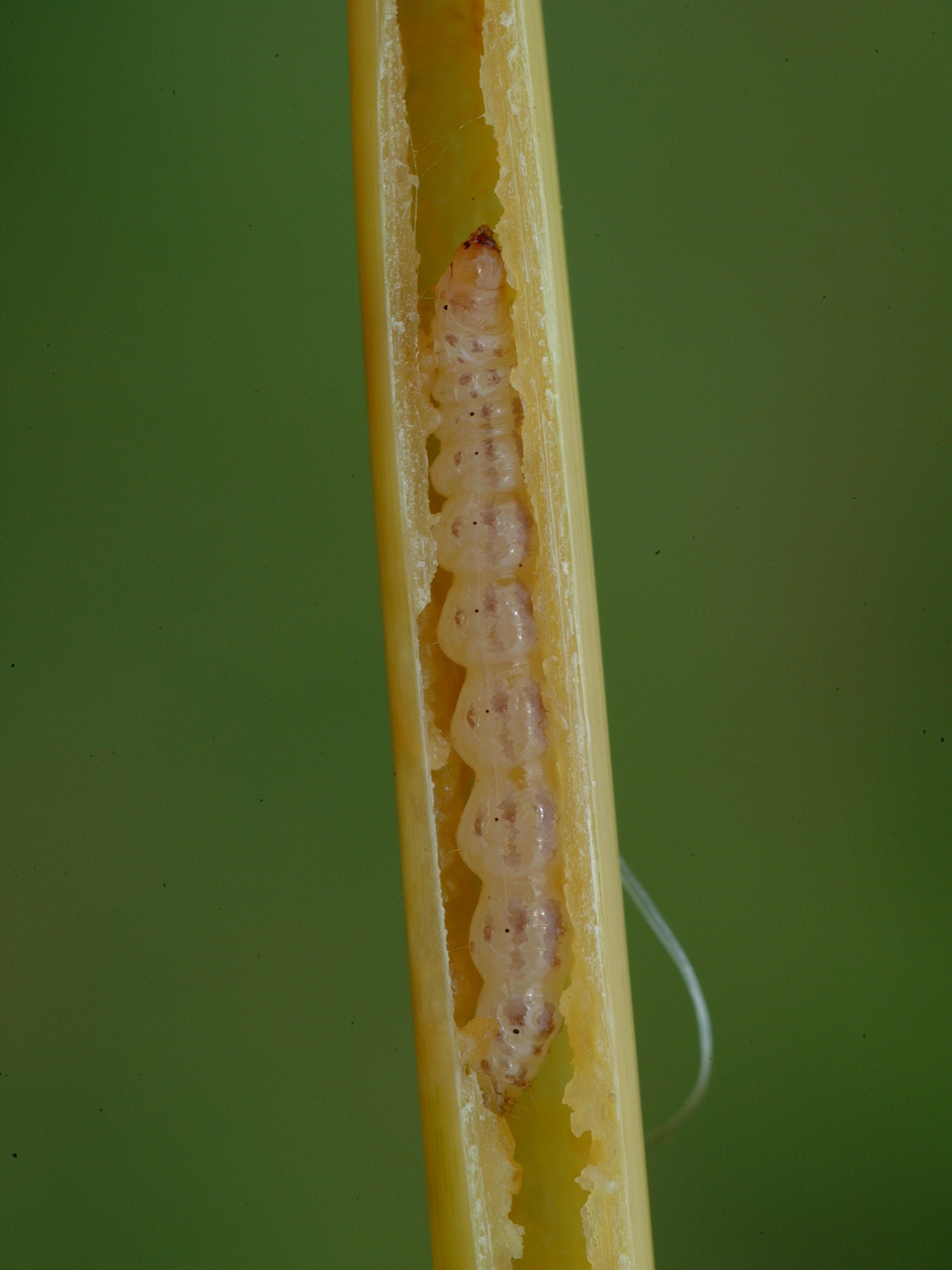 Mexican Rice Borer