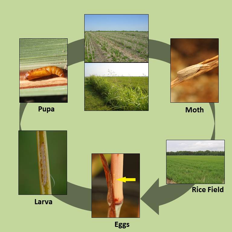 life cycle