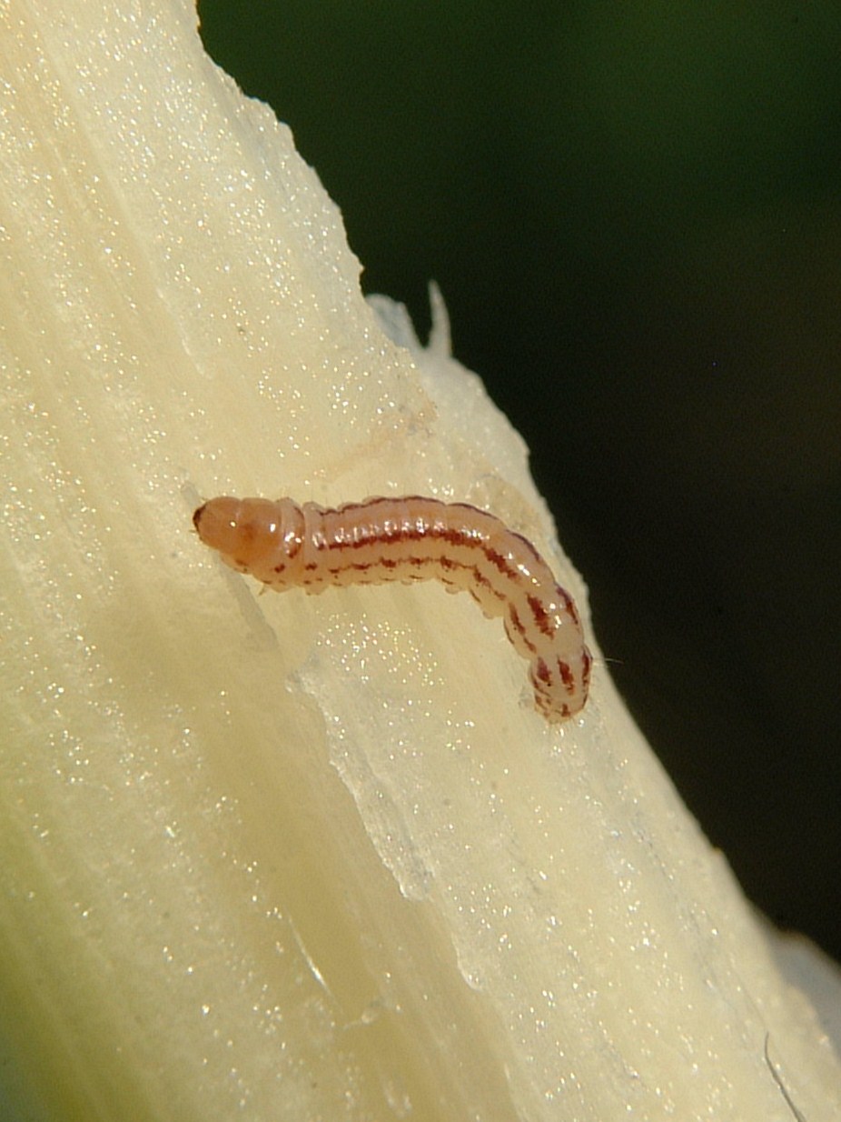 mrb early instar larvae