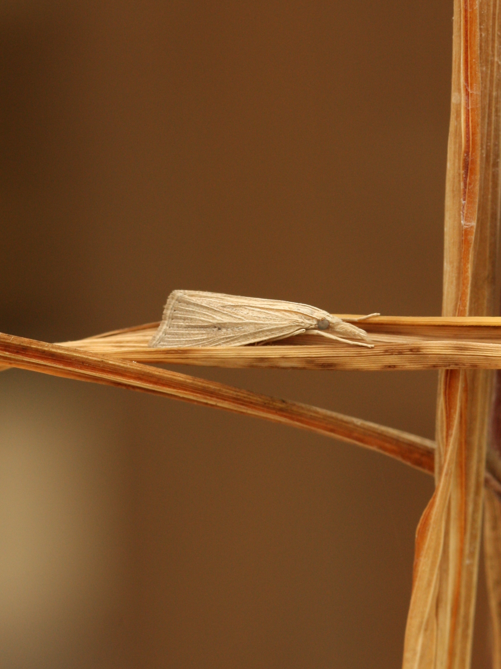 mrb moth