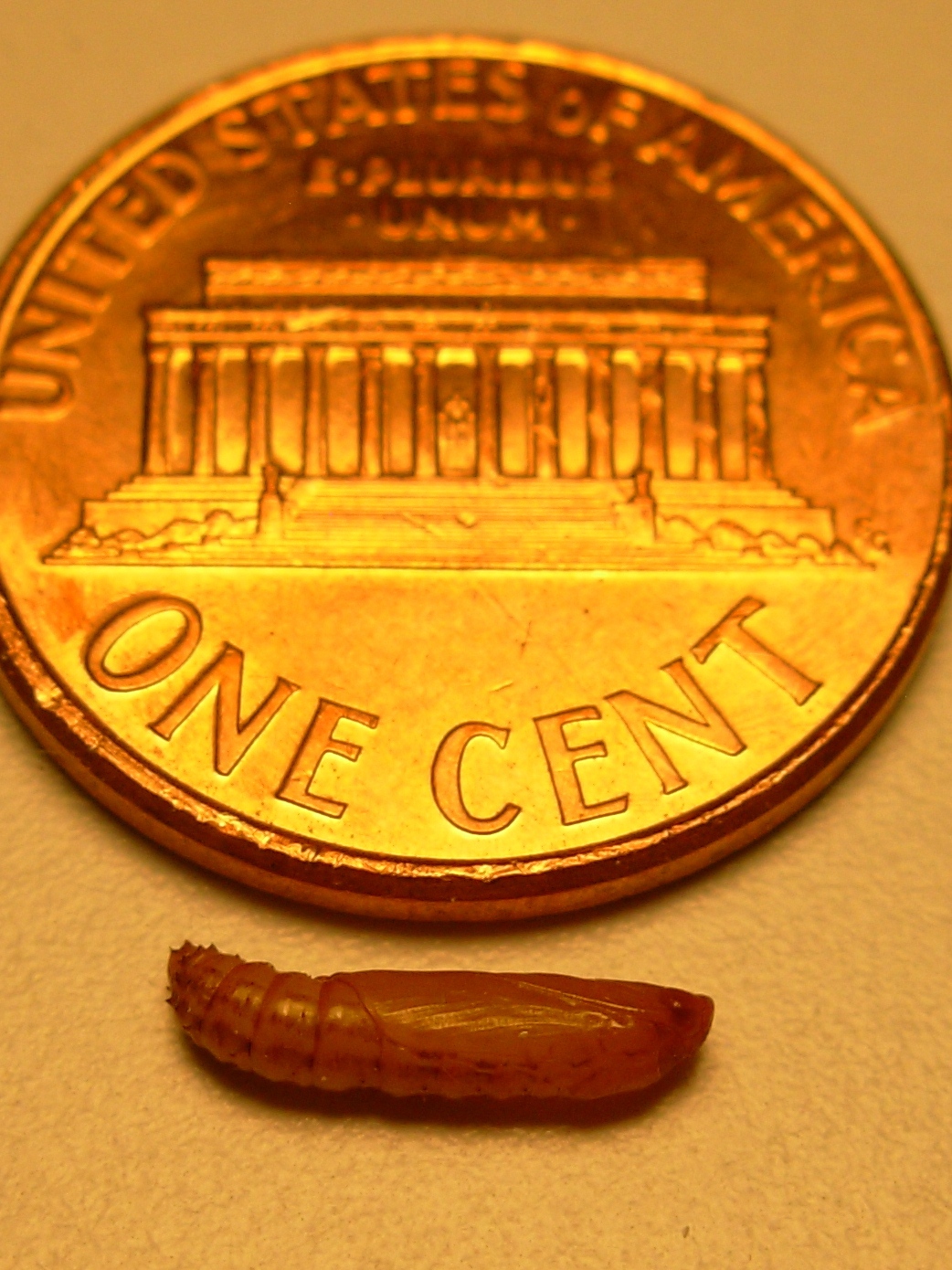 mrb pupa