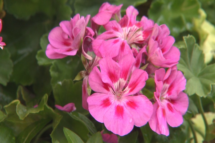 Waning geraniums can be revived for fall
