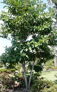 Sweet Bay Magnolia