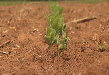 Favorable weather prompts early soybean planting 