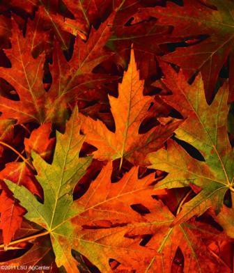 Composting Can Be Very Beneficial