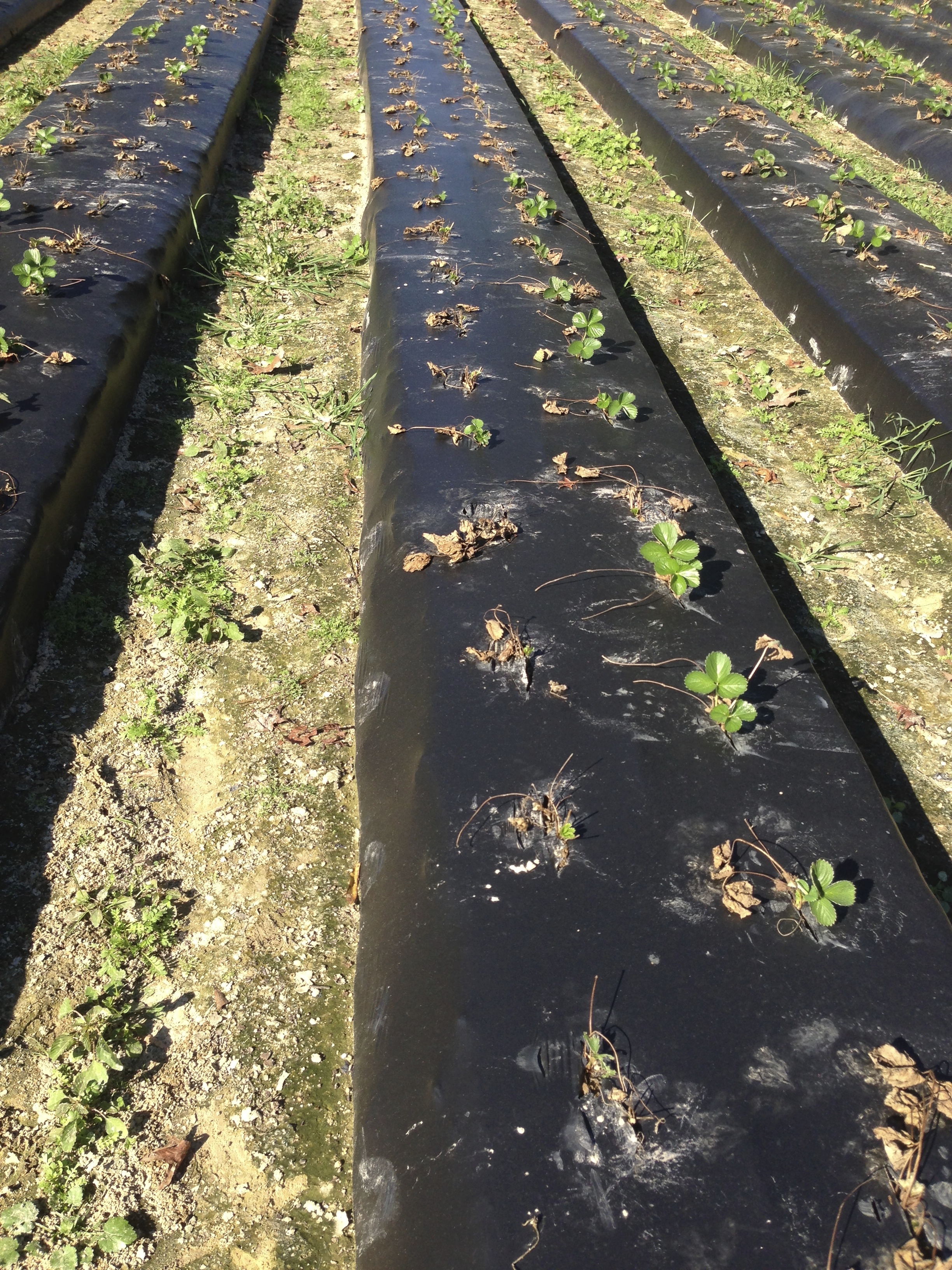 Small Fruit Disease Management