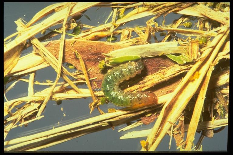 Evidence of Insects in Lawns