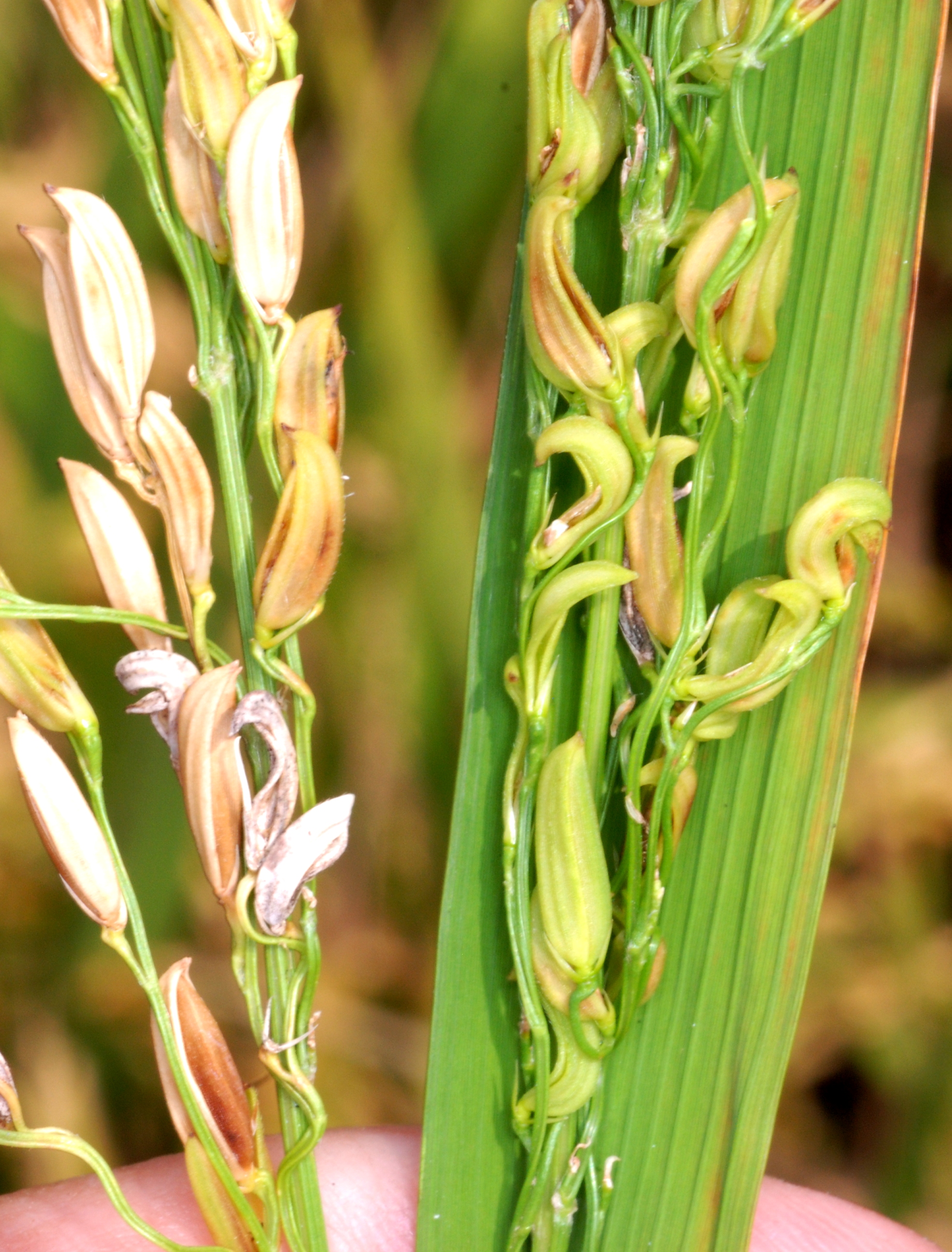 Rice Grains Severely Affected