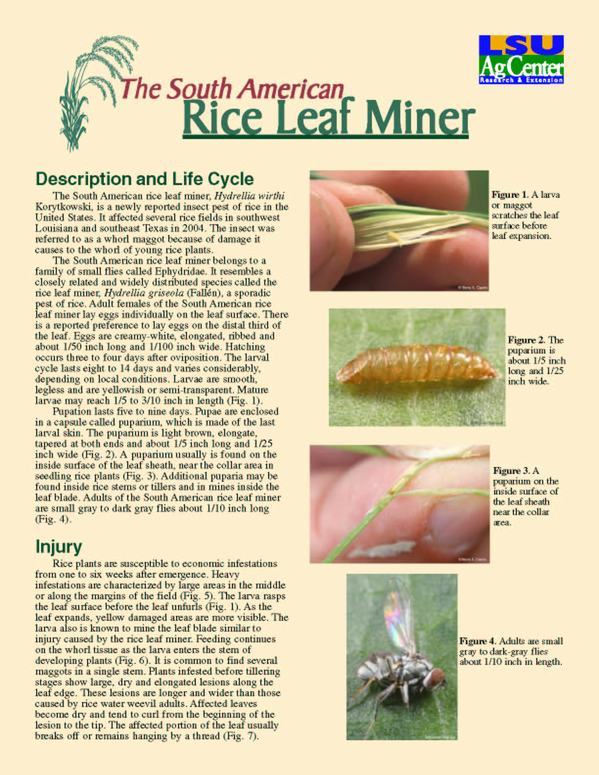 The South American Rice Leaf Miner