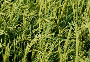 New rice variety will be available commercially next year