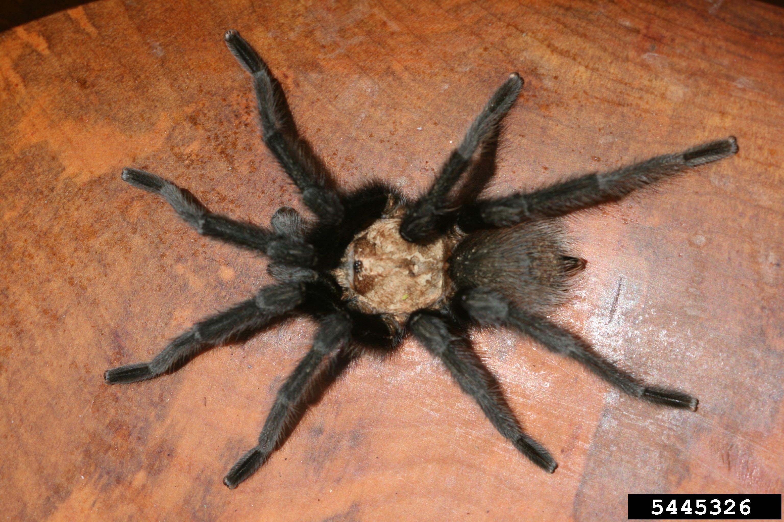 MaleAphonopelmahentziBugwoodjpg