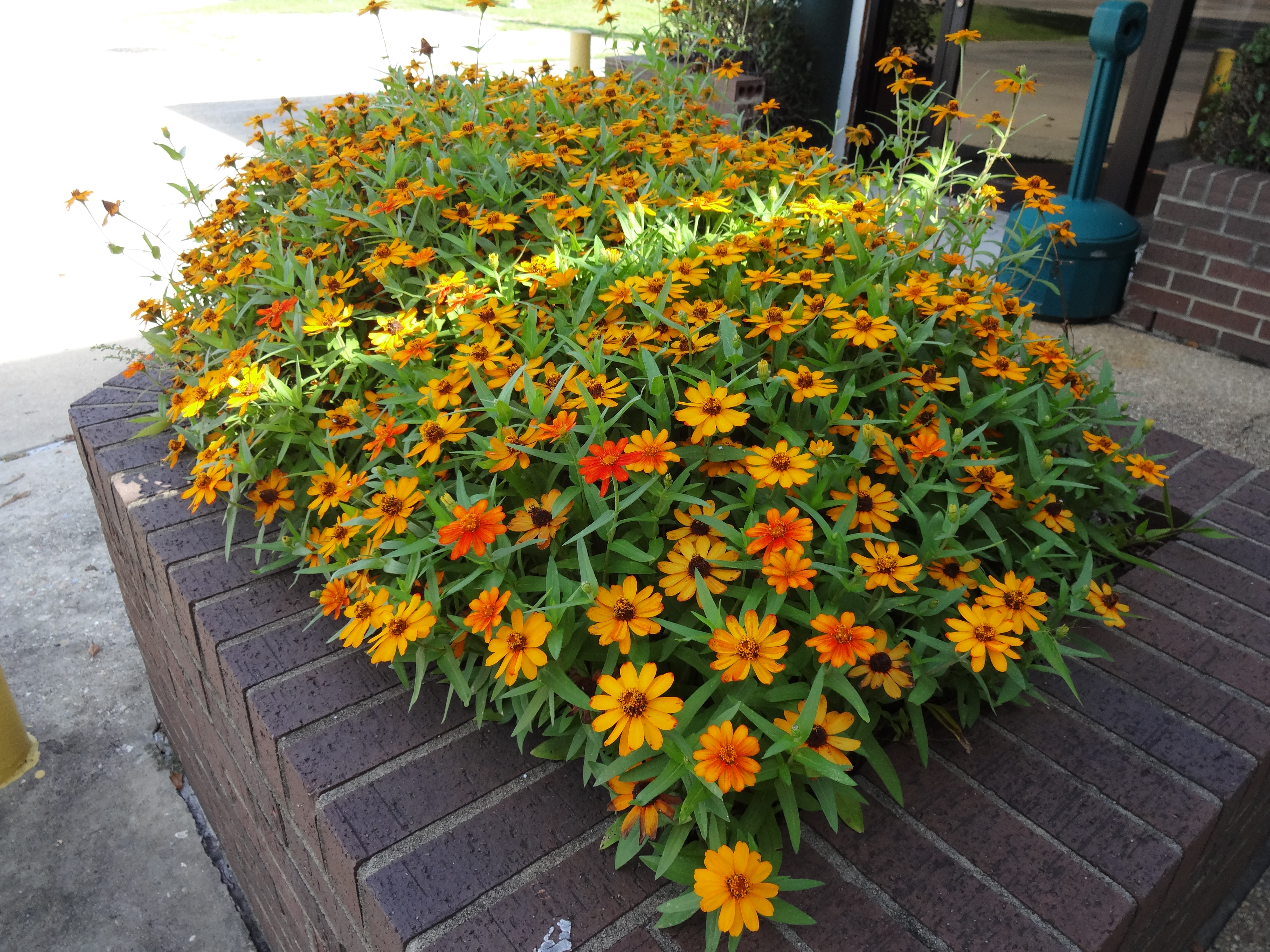 Profusion and Zahara Zinnias – Ornamental Plants of the Week for July 13, 2015