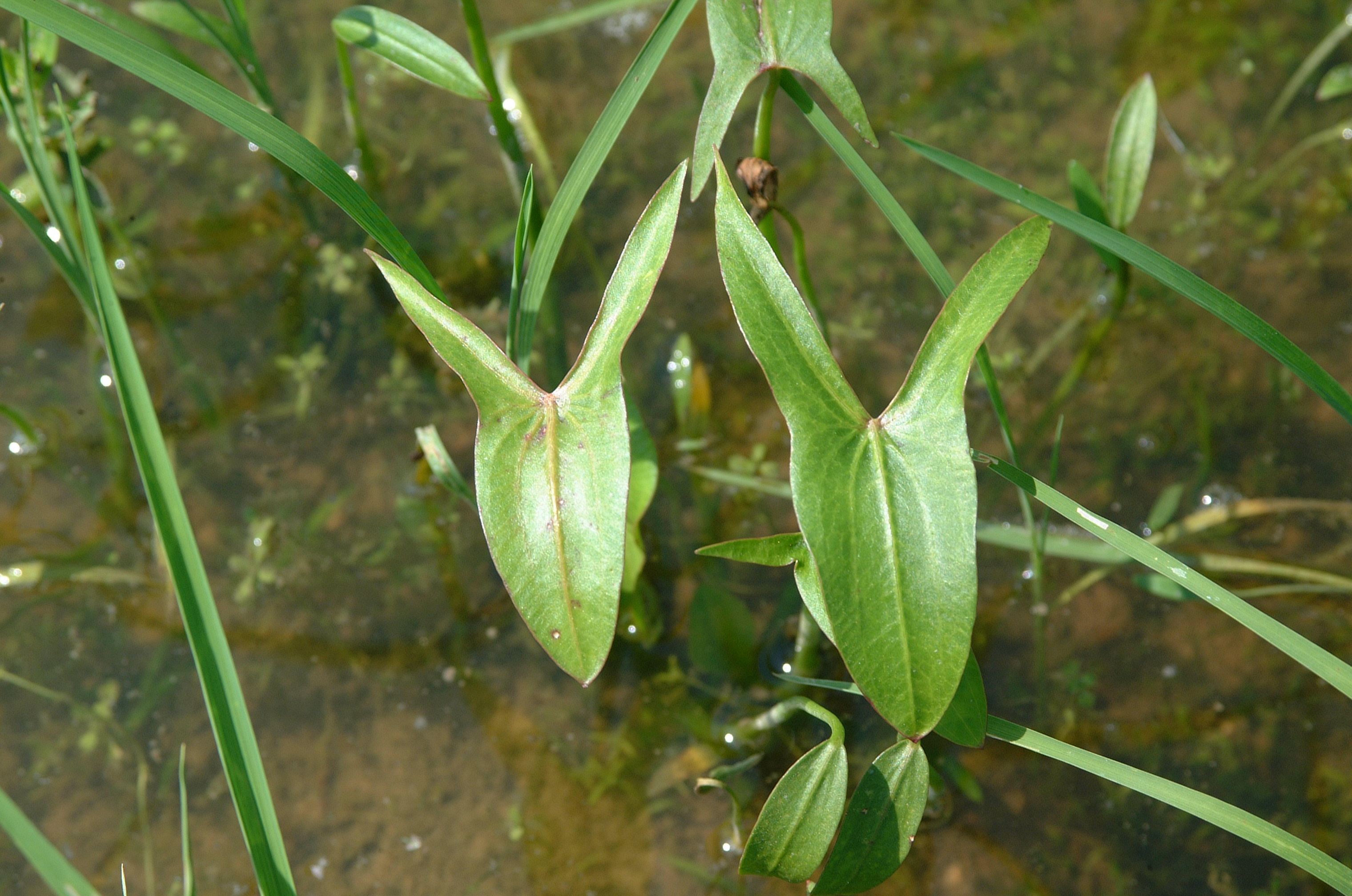 Arrowhead, Duck-Potato (Sagittaria sp.)