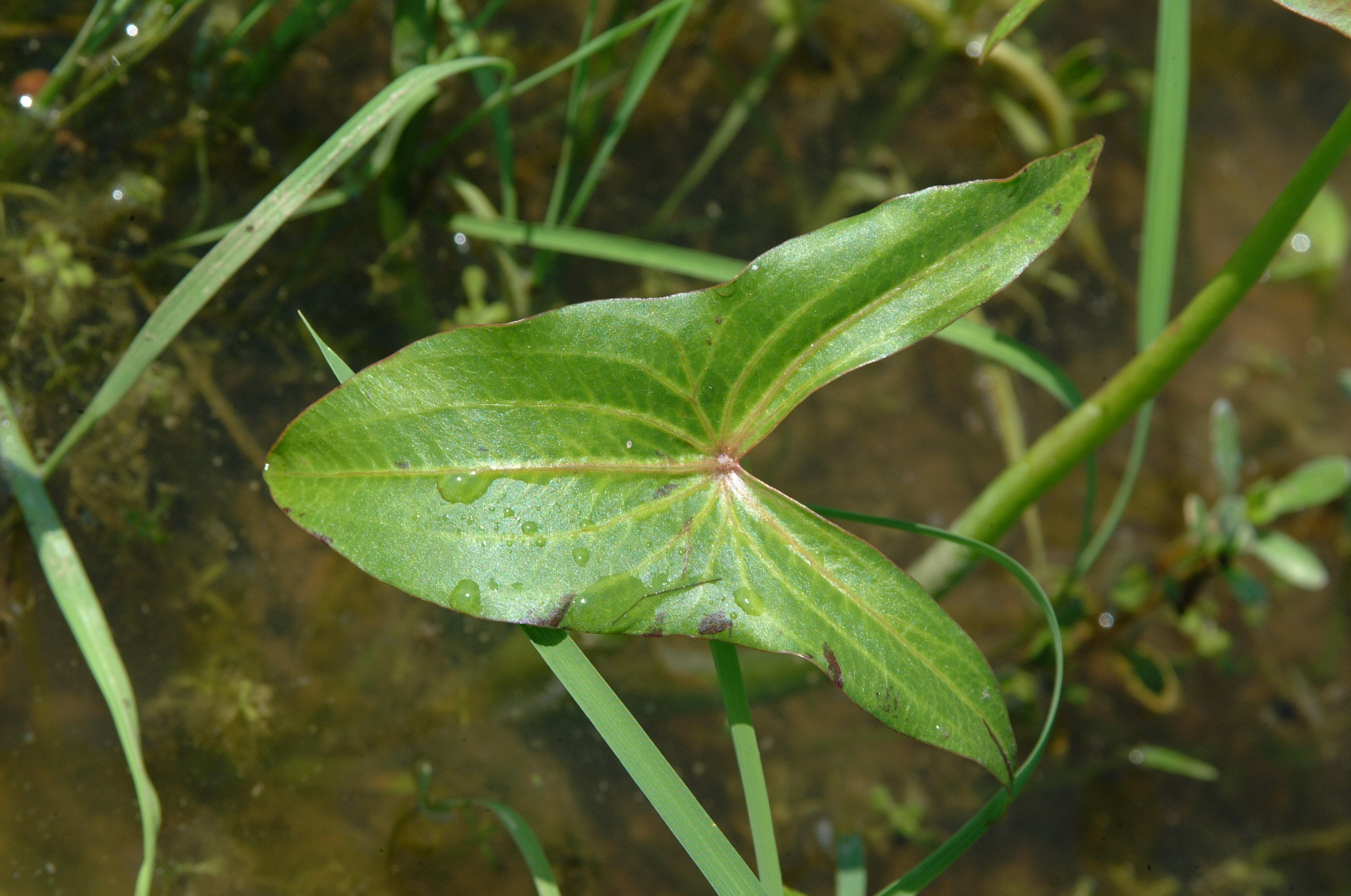 single leaf of arrowhead
