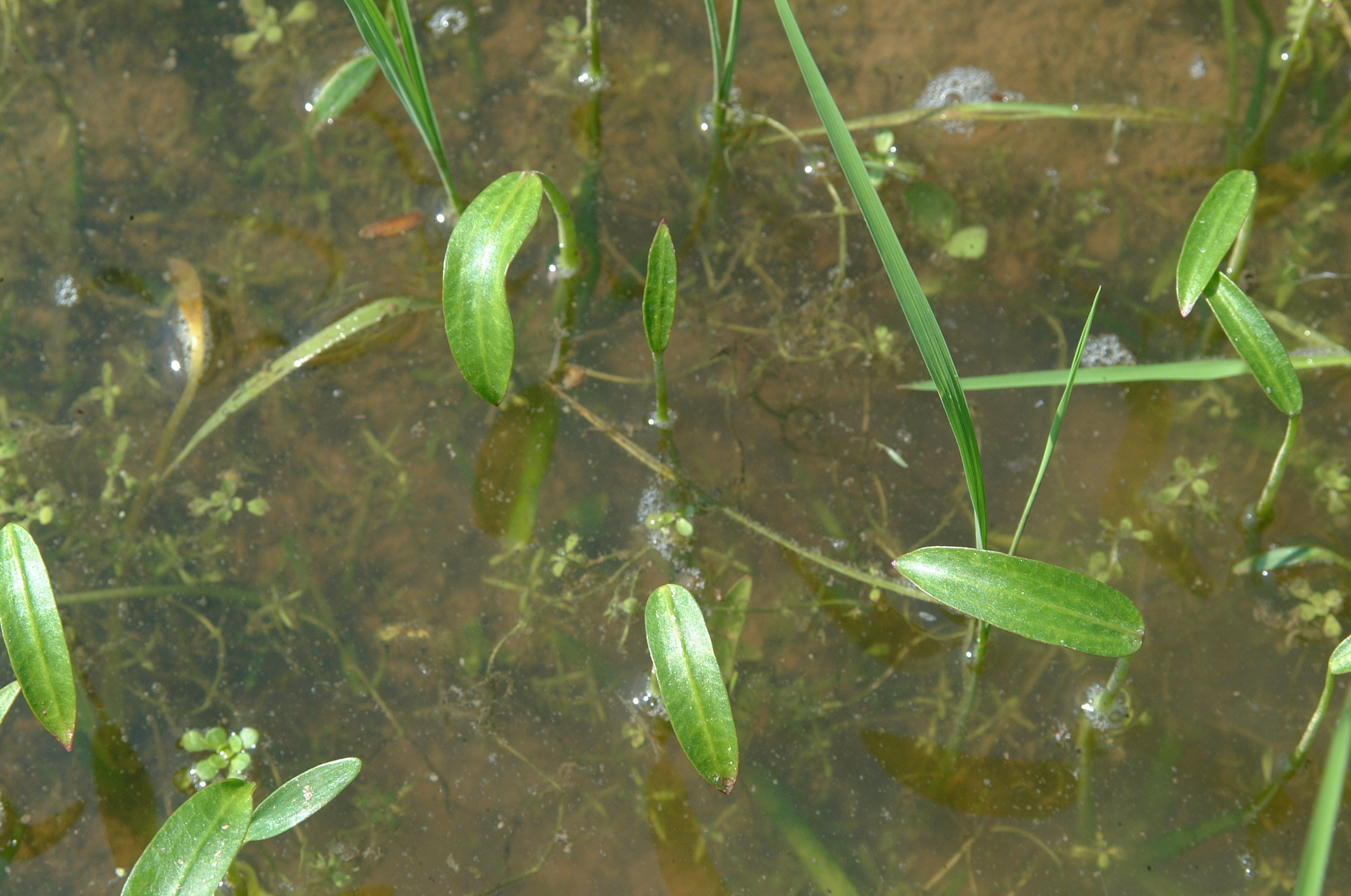 juvenile leaves of arrowhead