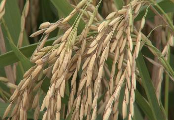 Weather affects rice planting in Louisiana