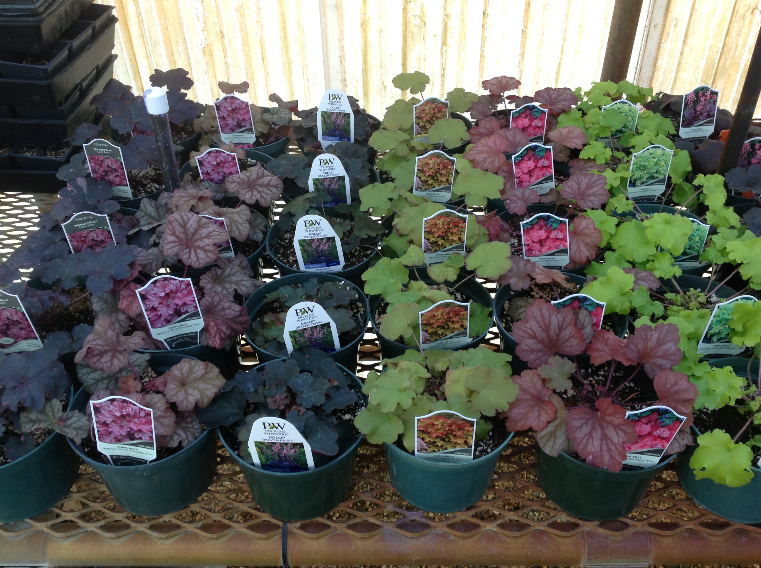 Coral Bells – Ornamental Plant of the Week for March 2, 2015
