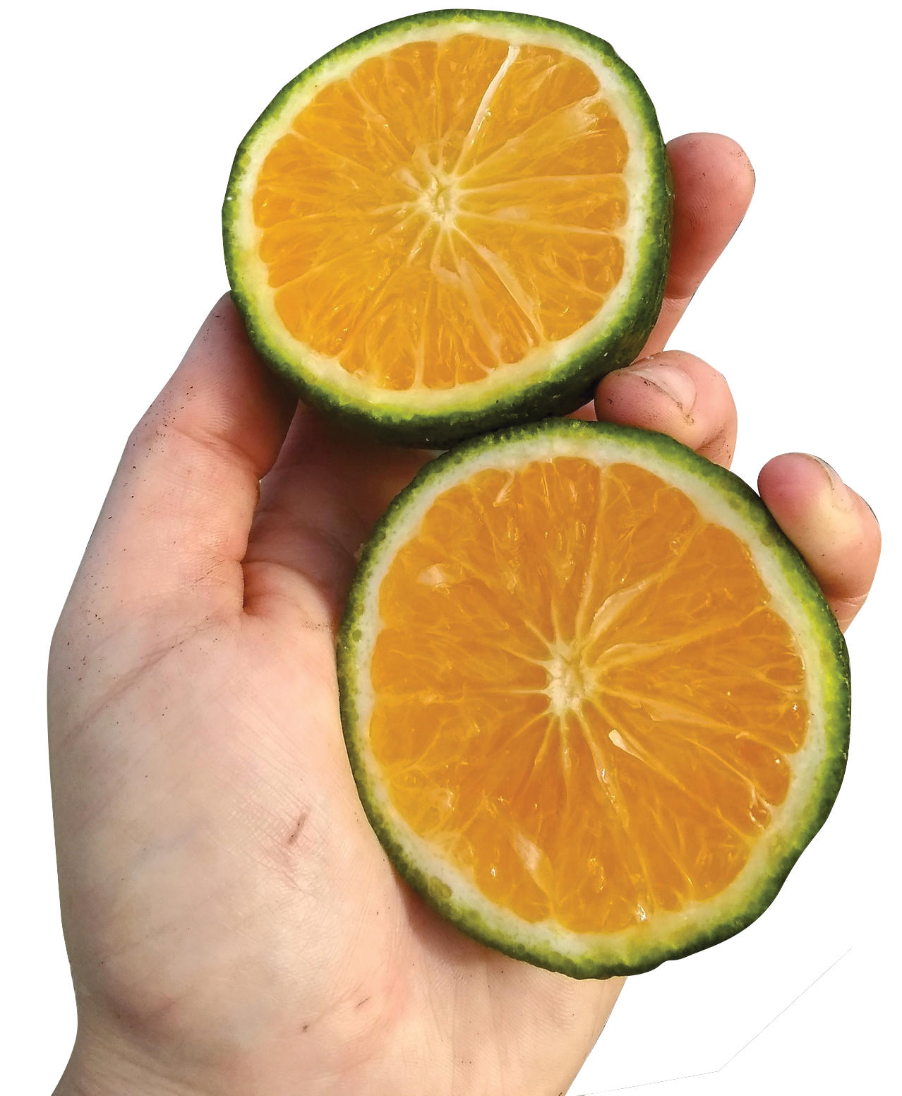 Home Citrus: A Louisiana Tradition 