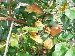 Roots, Shoots, Fruits & Flowers: Crape Myrtle Leaf Spots, Shumard Oak & Planting Citrus.
