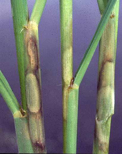 Water-Soaked Sheath Blight Lesions