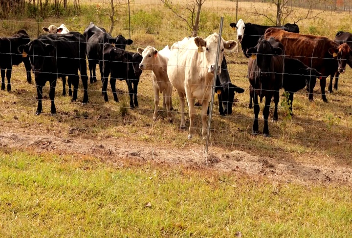 Livestock owners need to be on guard for New World screwworm