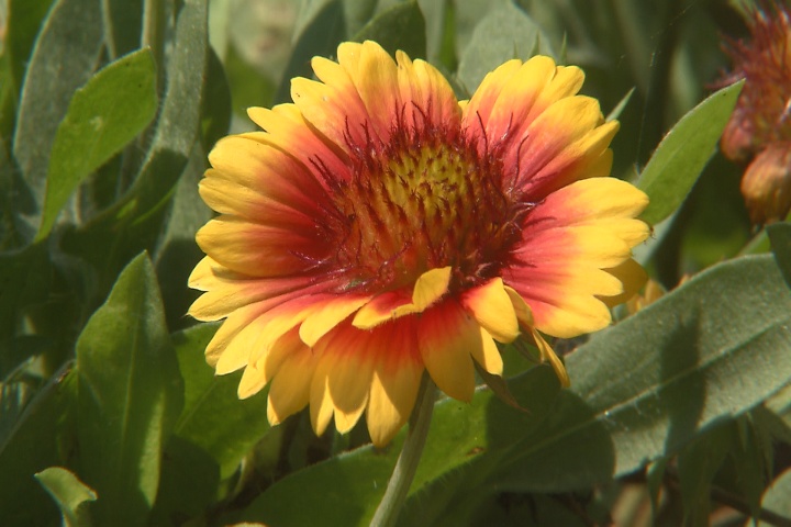 Mesa gaillardia blooms throughout the year
